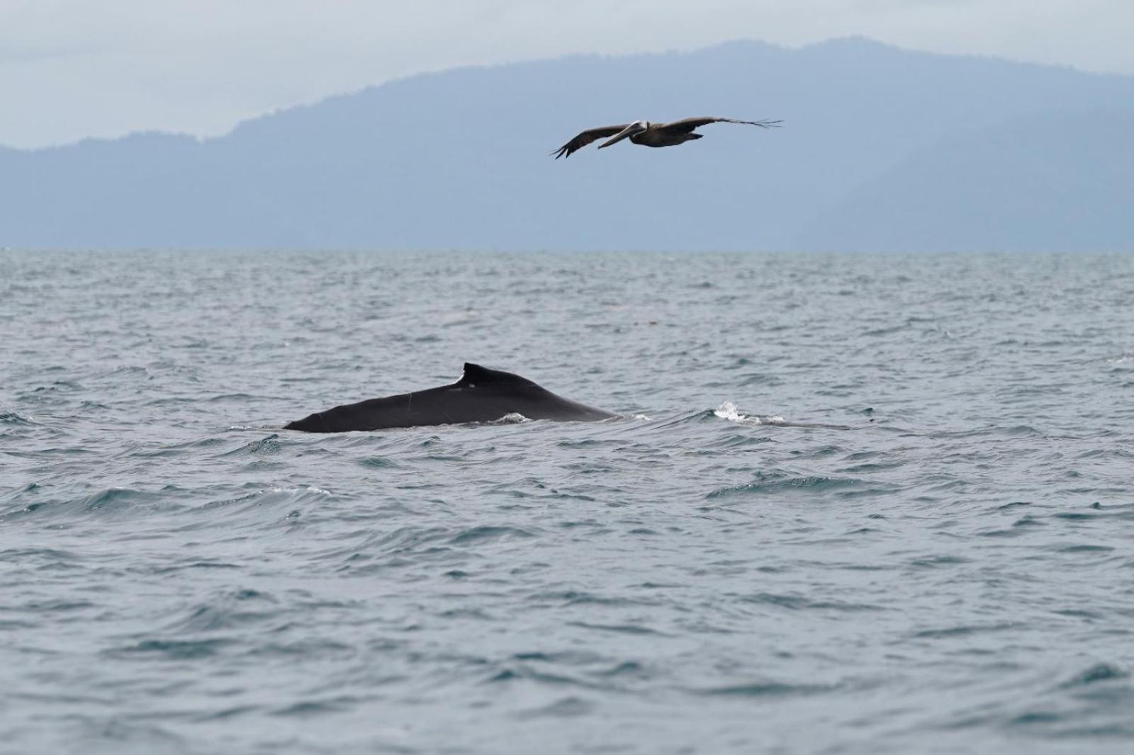 Piedras Blancas Dolphin Quest Costa Rica 빌라 외부 사진