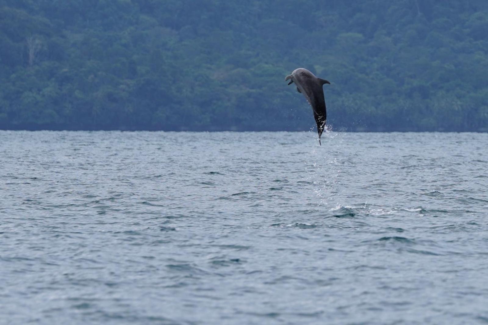 Piedras Blancas Dolphin Quest Costa Rica 빌라 외부 사진